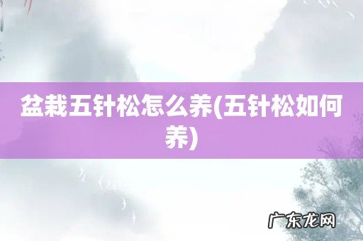 五针松如何养 盆栽五针松怎么养