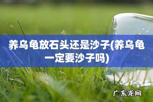 养乌龟一定要沙子吗 养乌龟放石头还是沙子