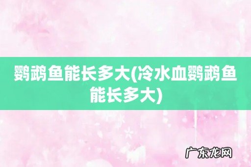 冷水血鹦鹉鱼能长多大 鹦鹉鱼能长多大