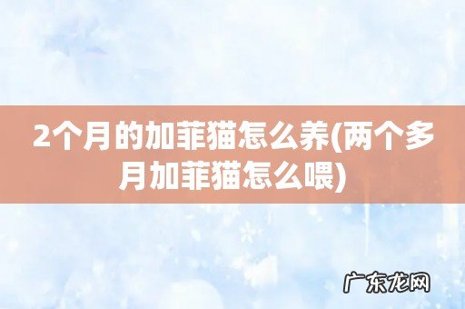 两个多月加菲猫怎么喂 2个月的加菲猫怎么养