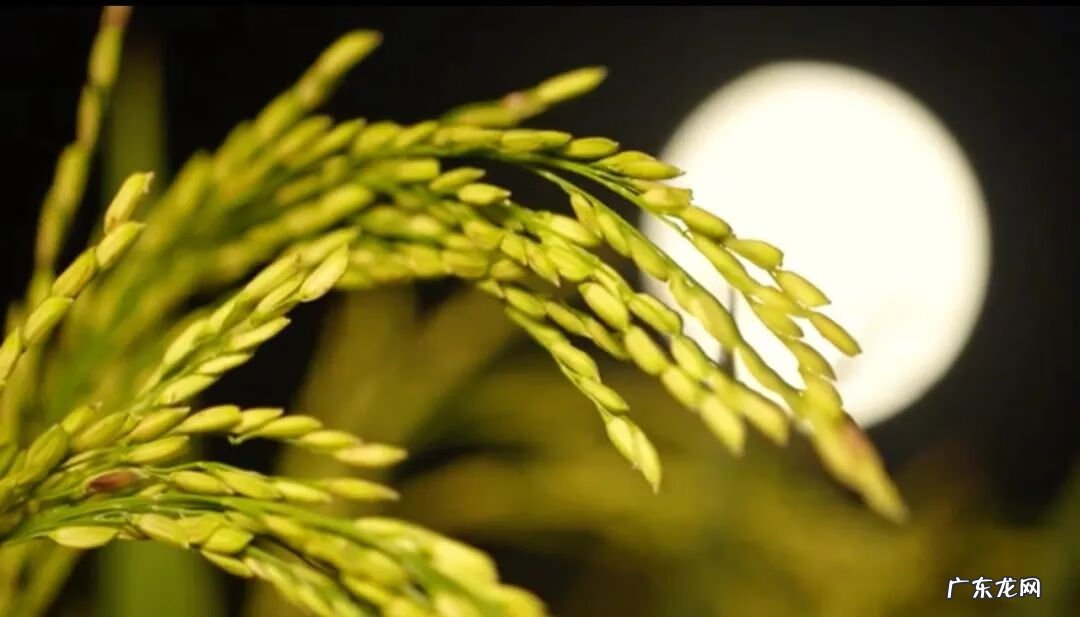 过中秋节的相关图片 关于中秋的图片有哪些