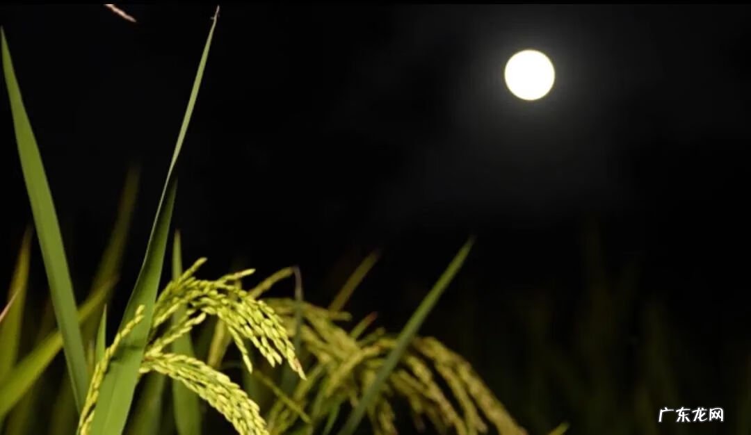 过中秋节的相关图片 关于中秋的图片有哪些