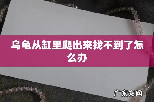 乌龟从缸里爬出来找不到了怎么办