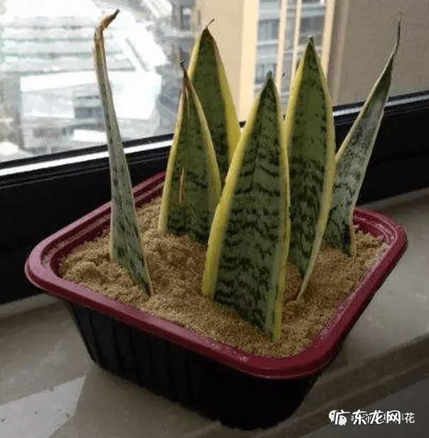 虎皮兰开花不是好兆头 虎皮兰对风水不好吧
