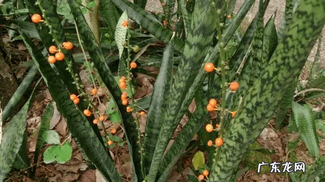 虎皮兰开花不是好兆头 虎皮兰对风水不好吧