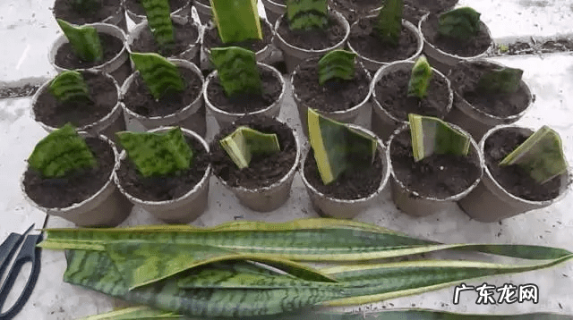 虎皮兰开花不是好兆头 虎皮兰对风水不好吧