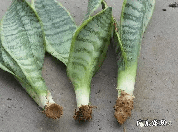 虎皮兰开花不是好兆头 虎皮兰对风水不好吧