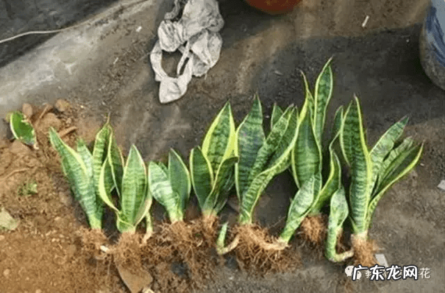 虎皮兰开花不是好兆头 虎皮兰对风水不好吧