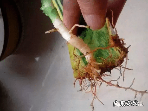 虎皮兰开花不是好兆头 虎皮兰对风水不好吧