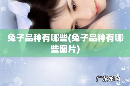 兔子品种有哪些图片 兔子品种有哪些