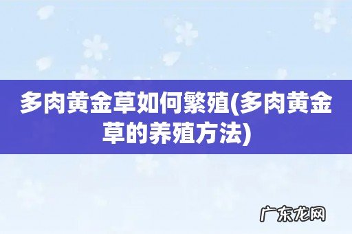多肉黄金草的养殖方法 多肉黄金草如何繁殖