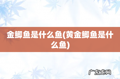 黄金鲫鱼是什么鱼 金鲫鱼是什么鱼