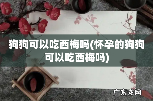 怀孕的狗狗可以吃西梅吗 狗狗可以吃西梅吗