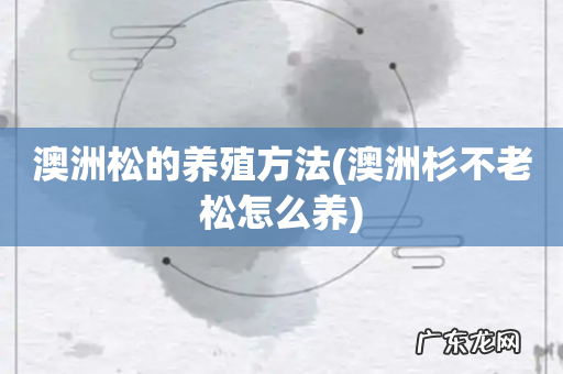 澳洲杉不老松怎么养 澳洲松的养殖方法