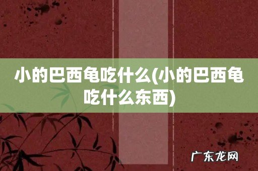 小的巴西龟吃什么东西 小的巴西龟吃什么