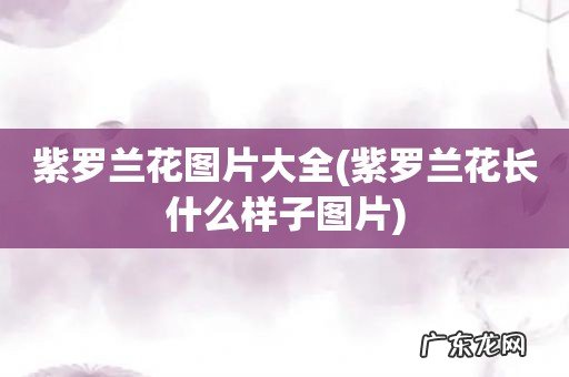 紫罗兰花长什么样子图片 紫罗兰花图片大全