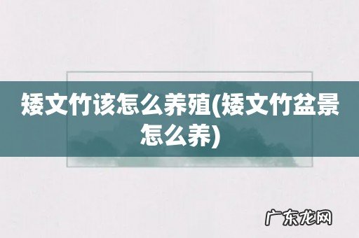 矮文竹盆景怎么养 矮文竹该怎么养殖
