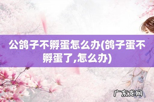 鸽子蛋不孵蛋了,怎么办 公鸽子不孵蛋怎么办