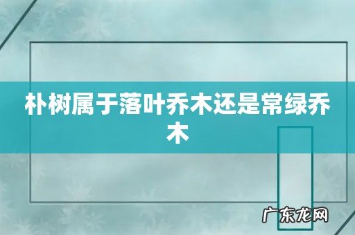 朴树属于落叶乔木还是常绿乔木