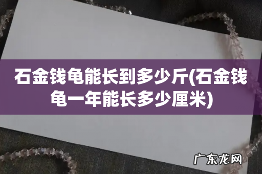 石金钱龟一年能长多少厘米 石金钱龟能长到多少斤