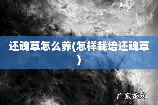 怎样栽培还魂草 还魂草怎么养