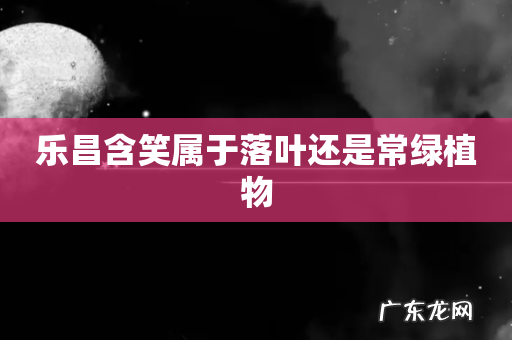 乐昌含笑属于落叶还是常绿植物