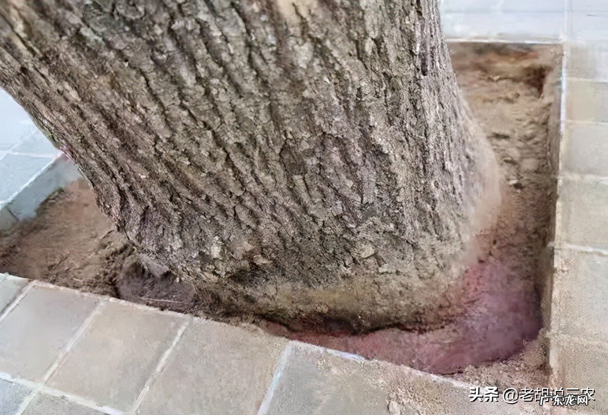 店门口有树很旺盛 店铺门口有树风水好吗