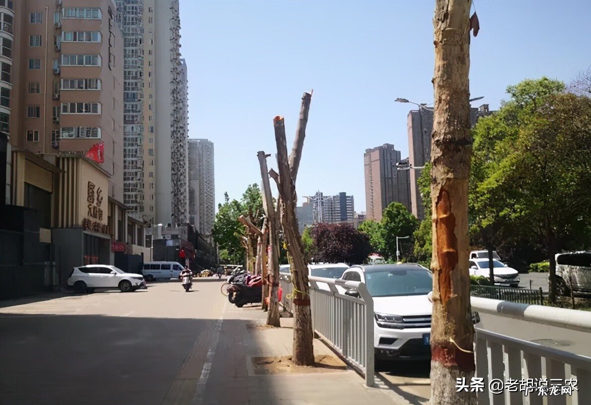 店门口有树很旺盛 店铺门口有树风水好吗