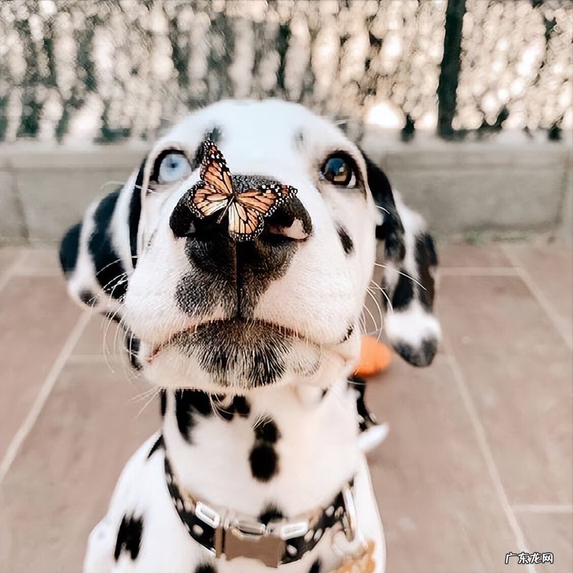 狗狗放厕所养好风水好吗 狗狗生的多说是风水好