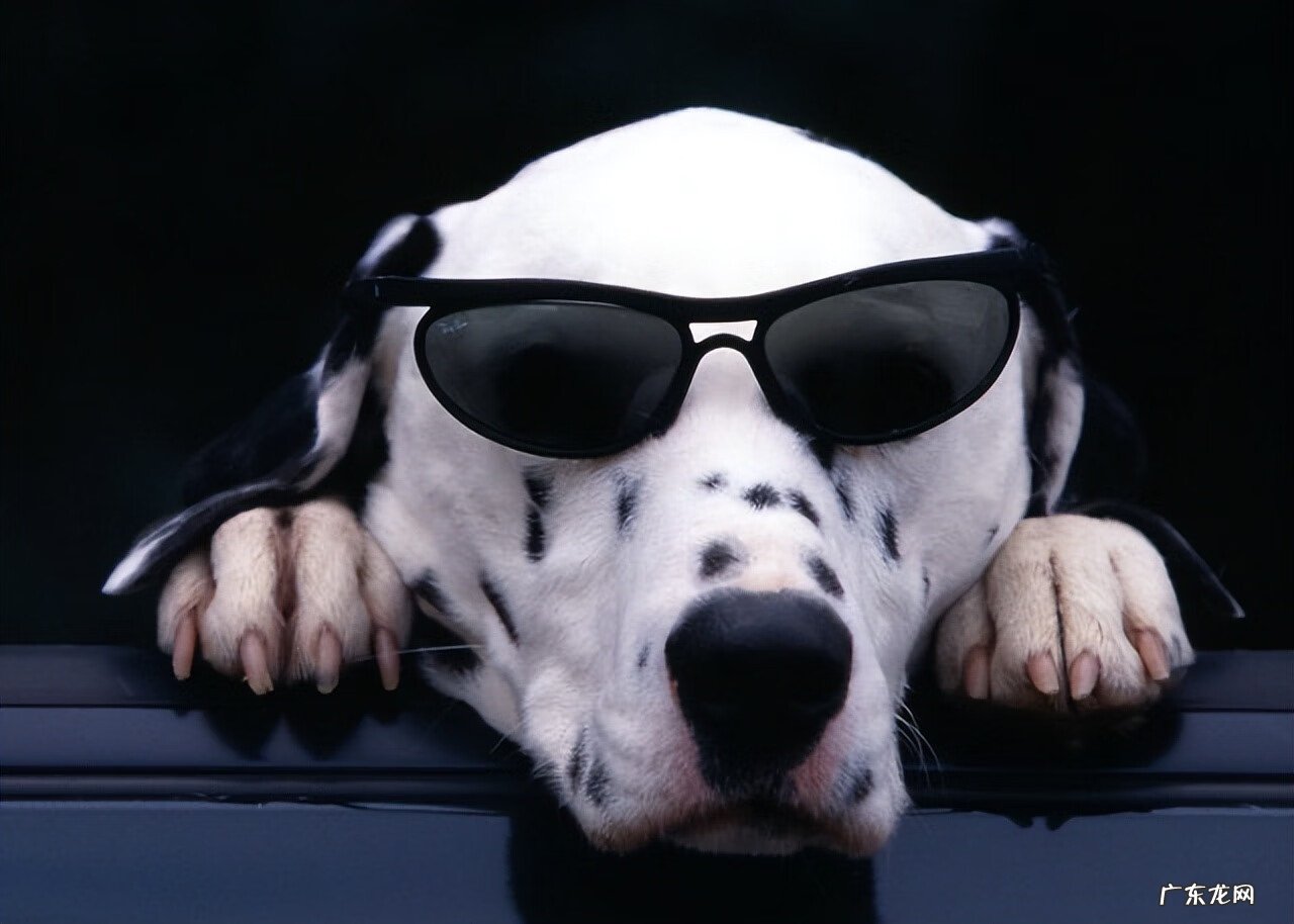 狗狗放厕所养好风水好吗 狗狗生的多说是风水好