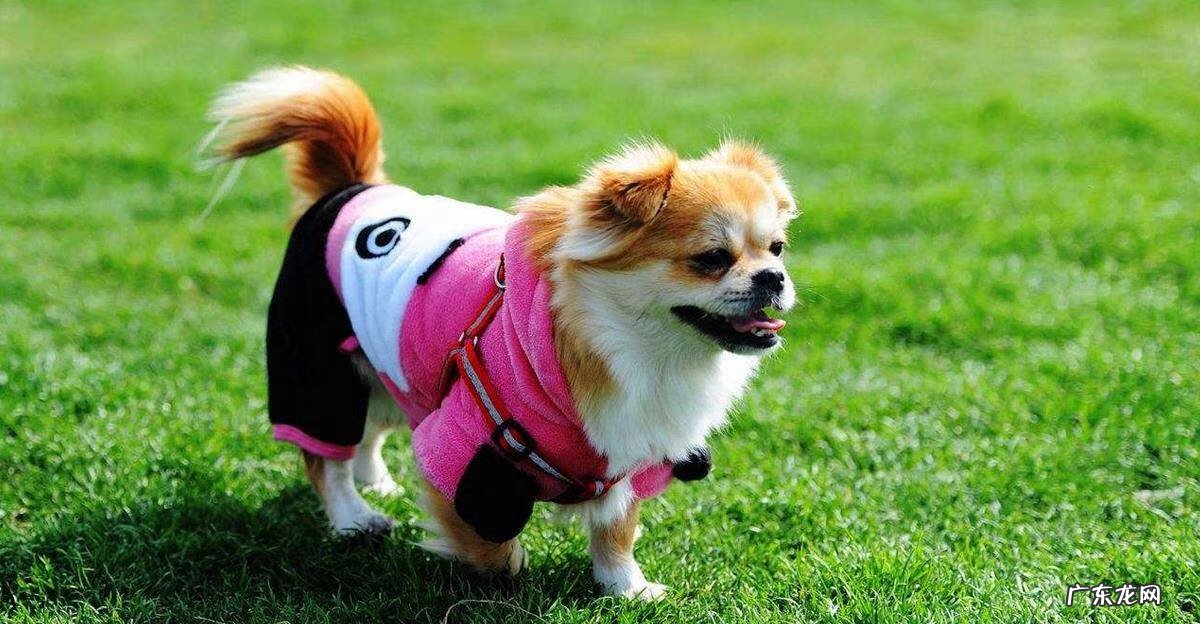 狗狗放厕所养好风水好吗 狗狗生的多说是风水好