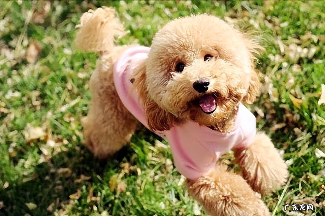 狗狗放厕所养好风水好吗 狗狗生的多说是风水好