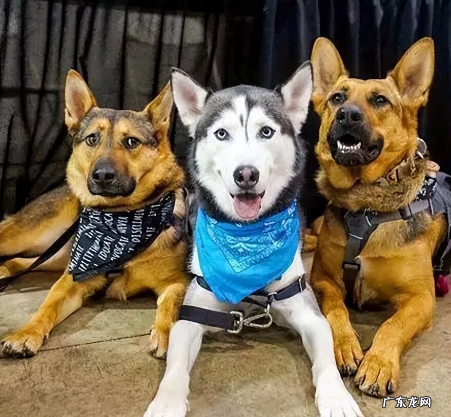 狗狗放厕所养好风水好吗 狗狗生的多说是风水好