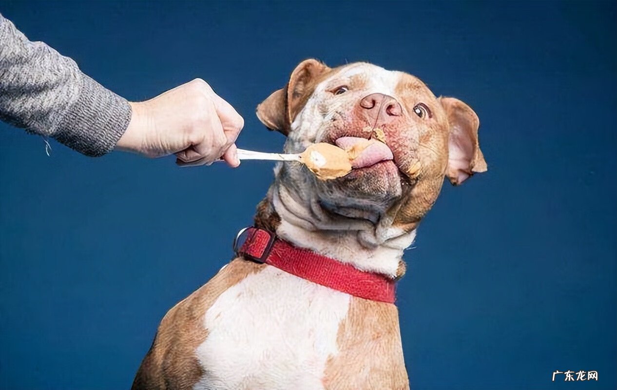 狗狗放厕所养好风水好吗 狗狗生的多说是风水好