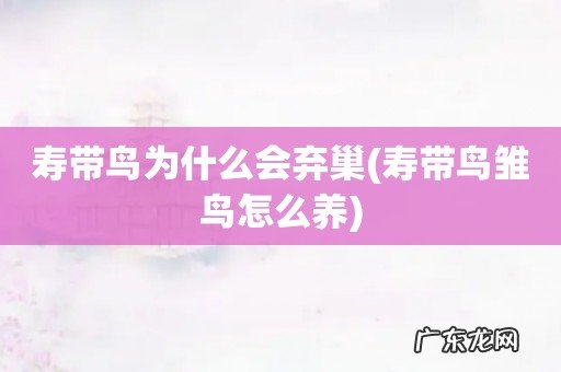 寿带鸟雏鸟怎么养 寿带鸟为什么会弃巢