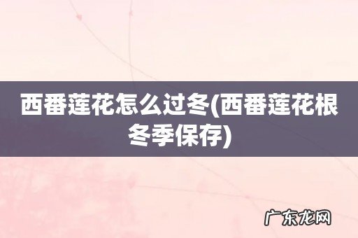 西番莲花根冬季保存 西番莲花怎么过冬