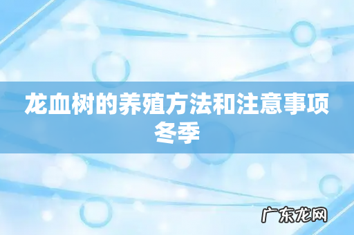 龙血树的养殖方法和注意事项冬季