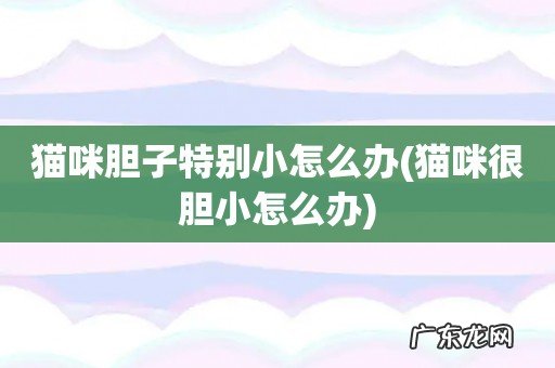 猫咪很胆小怎么办 猫咪胆子特别小怎么办