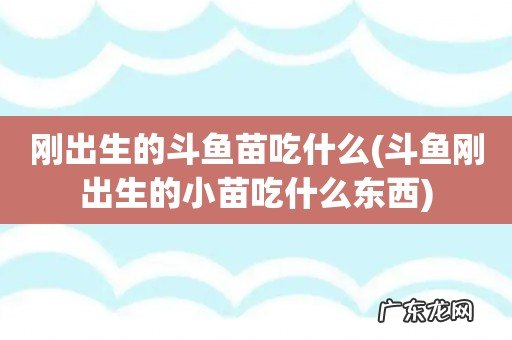 斗鱼刚出生的小苗吃什么东西 刚出生的斗鱼苗吃什么