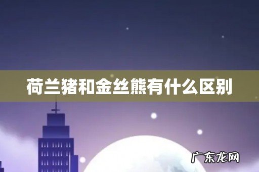 荷兰猪和金丝熊有什么区别