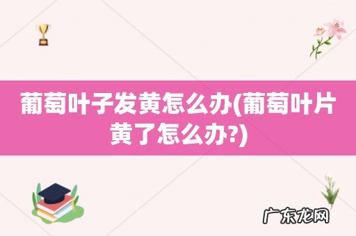 葡萄叶片黄了怎么办? 葡萄叶子发黄怎么办