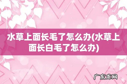 水草上面长白毛了怎么办 水草上面长毛了怎么办