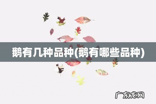 鹅有哪些品种 鹅有几种品种