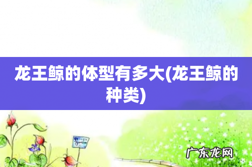 龙王鲸的种类 龙王鲸的体型有多大