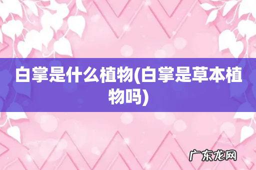 白掌是草本植物吗 白掌是什么植物
