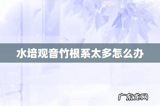 水培观音竹根系太多怎么办