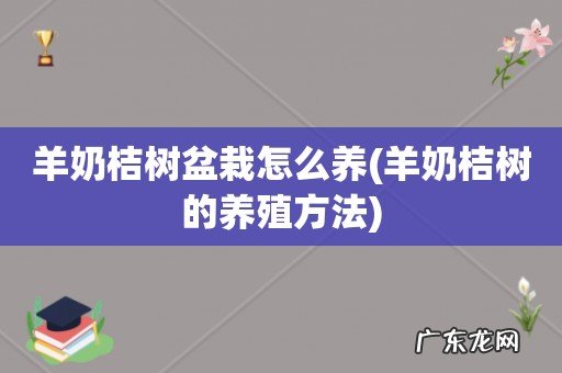 羊奶桔树的养殖方法 羊奶桔树盆栽怎么养
