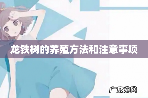 龙铁树的养殖方法和注意事项