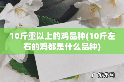 10斤左右的鸡都是什么品种 10斤重以上的鸡品种