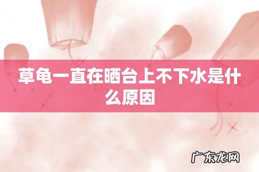 草龟一直在晒台上不下水是什么原因